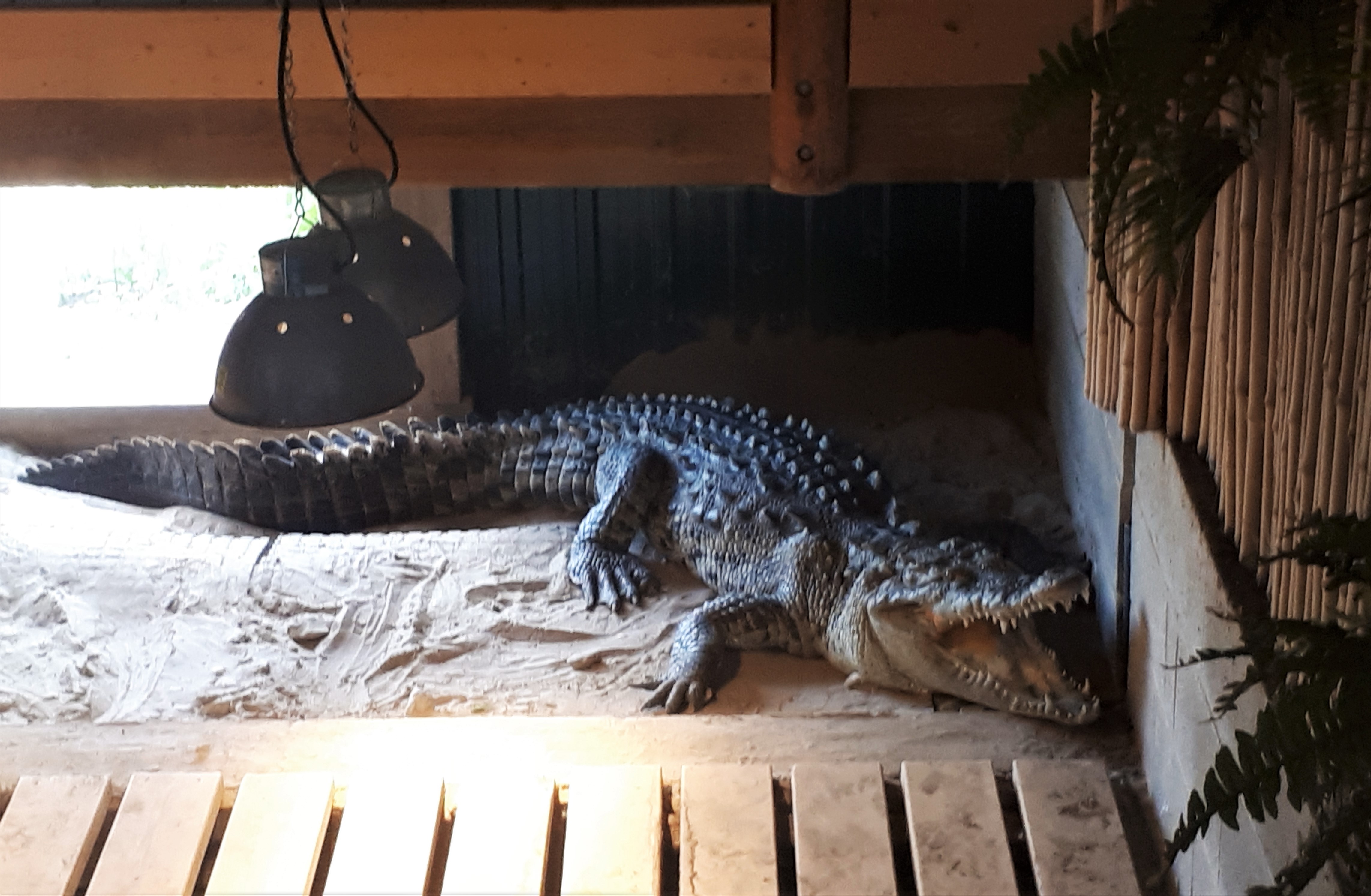Crocodile at Reptile Zoo, Peterborough, Ontario